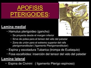 Lamina medial
 Hamulus pterigoideo (gancho)
 Se proyecta desde el margen inferior
 Sirve de polea para el tensor del velo del paladar
 Zona de unión para el extremo superior del rafe
pterigomandibular ( ligamento Pterigomandibular)
 Espina y escotadura Tubarica (trompa de Eustaquio)
 Fosa escafoidea: inserción del tensor del velo del paladar
Lamina lateral
 Espina de Civinini ( ligamento Pterigo espinoso)
APOFISIS
PTERIGOIDES:
 