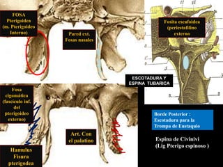 Pared ext.
Fosas nasales
Fosa
cigomática
(fascículo inf.
del
pterigoideo
externo)
Art. Con
el palatino
FOSA
Pterigoidea
(m. Pterigoideo
Interno)
Fosita escafoidea
(periestafilino
externo
Borde Posterior :
Escotadura para la
Trompa de Eustaquio
Espina de Civinivi
(Lig Pterigo espinoso )
ESCOTADURA Y
ESPINA TUBARICA
Hamulus
Fisura
pterigodea
 