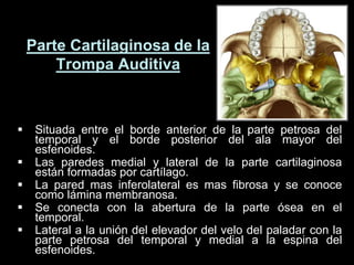 Parte Cartilaginosa de la
Trompa Auditiva
 Situada entre el borde anterior de la parte petrosa del
temporal y el borde posterior del ala mayor del
esfenoides.
 Las paredes medial y lateral de la parte cartilaginosa
están formadas por cartílago.
 La pared mas inferolateral es mas fibrosa y se conoce
como lámina membranosa.
 Se conecta con la abertura de la parte ósea en el
temporal.
 Lateral a la unión del elevador del velo del paladar con la
parte petrosa del temporal y medial a la espina del
esfenoides.
 