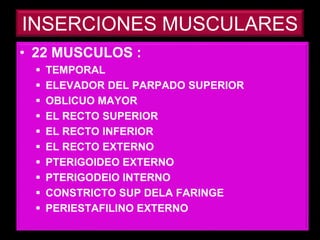 INSERCIONES MUSCULARES
• 22 MUSCULOS :
 TEMPORAL
 ELEVADOR DEL PARPADO SUPERIOR
 OBLICUO MAYOR
 EL RECTO SUPERIOR
 EL RECTO INFERIOR
 EL RECTO EXTERNO
 PTERIGOIDEO EXTERNO
 PTERIGODEIO INTERNO
 CONSTRICTO SUP DELA FARINGE
 PERIESTAFILINO EXTERNO
 
