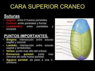 CARA SUPERIOR CRANEO
Suturas
• Sagital: entre 2 huesos parietales.
• Coronal: entre parietales y frontal.
• Lambdoidea: entre parietales y
occipital.
PUNTOS IMPORTANTES.
• Bregma: intersección entre suturas
sagital y coronal.
• Lambda: intersección entre suturas
sagital y lambdoidea.
• Vértex: punto mas alto del cráneo.
• Eminencia parietal: parte mas
convexa de cada hueso parietal.
• Agujero parietal: da paso a una V.
emisaria.
 