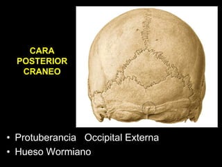 • Protuberancia Occipital Externa
• Hueso Wormiano
CARA
POSTERIOR
CRANEO
 