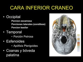 CARA INFERIOR CRANEO
• Occipital
Porcion escamosa
Porciones laterales (condileas)
Porcion basilar
• Temporal
• Porción Petrosa
• Esfenoides
• Apófisis Pterigoides
• Coanas y bóveda
palatina
 