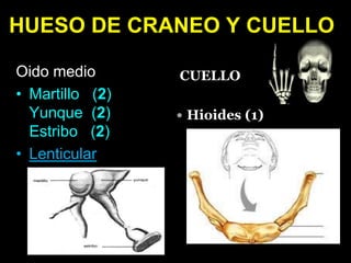 HUESO DE CRANEO Y CUELLO
Oido medio
• Martillo (2)
Yunque (2)
Estribo (2)
• Lenticular
CUELLO
 Hioides (1)
 