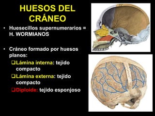 HUESOS DEL
CRÁNEO
• Huesecillos supernumerarios =
H. WORMIANOS
• Cráneo formado por huesos
planos:
Lámina interna: tejido
compacto
Lámina externa: tejido
compacto
Diploide: tejido esponjoso
 