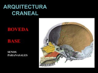 ARQUITECTURA
CRANEAL
BOVEDA
BASE
SENOS
PARANASALES
 