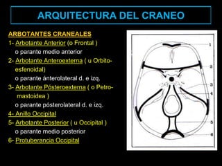 ARQUITECTURA DEL CRANEO
ARBOTANTES CRANEALES
1- Arbotante Anterior (o Frontal )
o parante medio anterior
2- Arbotante Anteroexterna ( u Orbito-
esfenoidal)
o parante ánterolateral d. e izq.
3- Arbotante Pósteroexterna ( o Petro-
mastoidea )
o parante pósterolateral d. e izq.
4- Anillo Occipital
5- Arbotante Posterior ( u Occipital )
o parante medio posterior
6- Protuberancia Occipital
 
