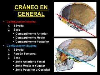 CRÁNEO EN
GENERAL
• Configuración Interna
1. Bóveda
2. Base
• Compartimento Anterior
• Compartimento Medio
• Compartimento Posterior
• Configuración Externa
1. Bóveda
2. Región Temporal
3. Base
• Zona Anterior o Facial
• Zona Media o Yugular
• Zona Posterior u Occipital
 