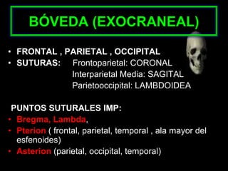 BÓVEDA (EXOCRANEAL)
• FRONTAL , PARIETAL , OCCIPITAL
• SUTURAS: Frontoparietal: CORONAL
Interparietal Media: SAGITAL
Parietooccipital: LAMBDOIDEA
PUNTOS SUTURALES IMP:
• Bregma, Lambda,
• Pterion ( frontal, parietal, temporal , ala mayor del
esfenoides)
• Asterion (parietal, occipital, temporal)
 