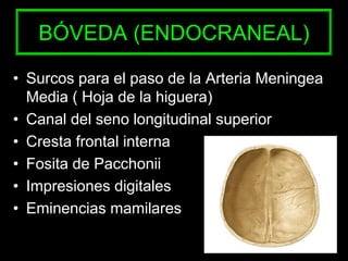 BÓVEDA (ENDOCRANEAL)
• Surcos para el paso de la Arteria Meningea
Media ( Hoja de la higuera)
• Canal del seno longitudinal superior
• Cresta frontal interna
• Fosita de Pacchonii
• Impresiones digitales
• Eminencias mamilares
 