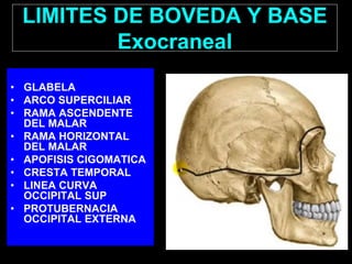 LIMITES DE BOVEDA Y BASE
Exocraneal
• GLABELA
• ARCO SUPERCILIAR
• RAMA ASCENDENTE
DEL MALAR
• RAMA HORIZONTAL
DEL MALAR
• APOFISIS CIGOMATICA
• CRESTA TEMPORAL
• LINEA CURVA
OCCIPITAL SUP
• PROTUBERNACIA
OCCIPITAL EXTERNA
 