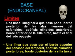 BASE
(ENDOCRANEAL)
Limites
• Una línea imaginaria que pasa por el borde
posterior de las alas menores del
esfenoides, apófisis clinoides anteriores,
borde anterior de la silla turca, hasta el final
del lado opuesto
• Una línea que pasa por el borde superior
del peñasco del temporal, apófisis clinoides
posteriores, borde posterior de la silla turca
 