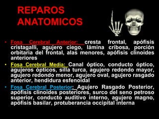 • Fosa Cerebral Anterior: cresta frontal, apófisis
cristagalli, agujero ciego, lámina cribosa, porción
orbitaria del frontal, alas menores, apófisis clinoides
anteriores
• Fosa Cerebral Media: Canal óptico, conducto óptico,
agujeros ópticos, silla turca, agujero redondo mayor,
agujero redondo menor, agujero oval, agujero rasgado
anterior, hendidura esfenoidal
• Fosa Cerebral Posterior: Agujero Rasgado Posterior,
apófisis clinoides posteriores, surco del seno petroso
superior, conducto auditivo interno, agujero magno,
apófisis basilar, protuberancia occipital interna
REPAROS
ANATOMICOS
 