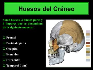 Huesos del Cráneo
Son 8 huesos, 2 huesos pares y
4 impares que se denominan
de la siguiente manera:
 Frontal
 Parietal ( par )
 Occipital
 Etmoides
 Esfenoides
 Temporal ( par)
 