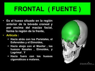 FRONTAL ( FUENTE )
• Es el hueso situado en la región
anterior de la bóveda craneal y
por encima del macizo facial,
forma la región de la frente,
• Articula :
 Hacia atrás con los Parietales, el
Esfenoides y el Etmoides,
 Hacia abajo con el Maxilar , los
huesos Nasales , Etmoides, y
Lagrimal . Y
 Hacia fuera con los huesos
cigomáticos o malares.
 