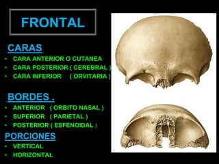 FRONTAL
CARAS
• CARA ANTERIOR O CUTANEA
• CARA POSTERIOR ( CEREBRAL )
• CARA INFERIOR ( ORVITARIA )
BORDES .
• ANTERIOR ( ORBITO NASAL )
• SUPERIOR ( PARIETAL )
• POSTERIOR ( ESFENOIDAL )
PORCIONES
• VERTICAL
• HORIZONTAL
 