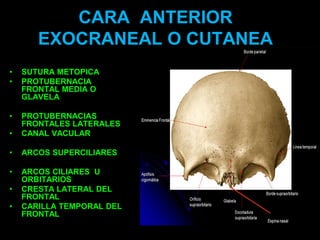 CARA ANTERIOR
EXOCRANEAL O CUTANEA
• SUTURA METOPICA
• PROTUBERNACIA
FRONTAL MEDIA O
GLAVELA
• PROTUBERNACIAS
FRONTALES LATERALES
• CANAL VACULAR
• ARCOS SUPERCILIARES
• ARCOS CILIARES U
ORBITARIOS
• CRESTA LATERAL DEL
FRONTAL
• CARILLA TEMPORAL DEL
FRONTAL
 