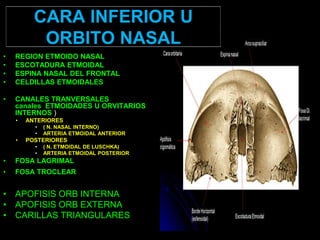 • REGION ETMOIDO NASAL
• ESCOTADURA ETMOIDAL
• ESPINA NASAL DEL FRONTAL
• CELDILLAS ETMOIDALES
• CANALES TRANVERSALES
canales ETMOIDADES U ORVITARIOS
INTERNOS )
• ANTERIORES
• ( N. NASAL INTERNO)
• ARTERIA ETMOIDAL ANTERIOR
• POSTERIORES
• ( N. ETMOIDAL DE LUSCHKA)
• ARTERIA ETMOIDAL POSTERIOR
• FOSA LAGRIMAL
• FOSA TROCLEAR
• APOFISIS ORB INTERNA
• APOFISIS ORB EXTERNA
• CARILLAS TRIANGULARES
CARA INFERIOR U
ORBITO NASAL
 