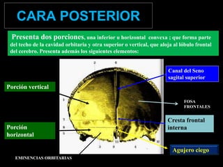 CARA POSTERIOR
Presenta dos porciones, una inferior u horizontal convexa ; que forma parte
del techo de la cavidad orbitaria y otra superior o vertical, que aloja al lóbulo frontal
del cerebro. Presenta además los siguientes elementos:
Canal del Seno
sagital superior
Cresta frontal
interna
Agujero ciego
Porción vertical
Porción
horizontal
FOSA
FRONTALES
EMINENCIAS ORBITARIAS
 