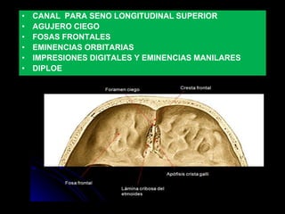 • CANAL PARA SENO LONGITUDINAL SUPERIOR
• AGUJERO CIEGO
• FOSAS FRONTALES
• EMINENCIAS ORBITARIAS
• IMPRESIONES DIGITALES Y EMINENCIAS MANILARES
• DIPLOE
 