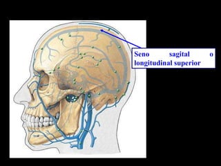 Seno sagital o
longitudinal superior
 