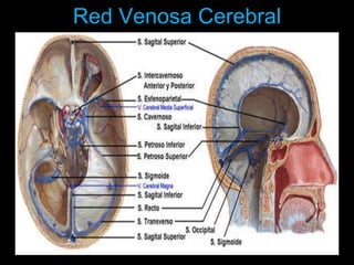 Red Venosa Cerebral
 