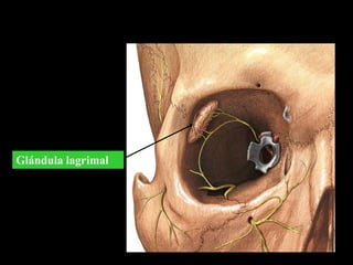 Glándula lagrimal
 