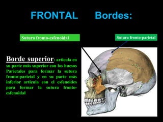 FRONTAL Bordes:
Borde superior: articula en
su parte más superior con los huesos
Parietales para formar la sutura
fronto-parietal y en su parte más
inferior articula con el esfenoides
para formar la sutura fronto-
esfenoidal
Sutura fronto-parietalSutura fronto-esfenoidal
 