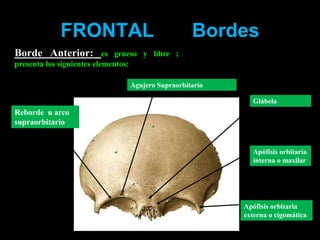 FRONTAL Bordes
Borde Anterior: es grueso y libre ;
presenta los siguientes elementos:
Glábela
Apófisis orbitaria
interna o maxilar
Reborde u arco
supraorbitario
Agujero Supraorbitario
Apófisis orbitaria
externa o cigomática
 