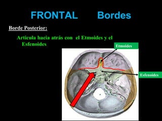 Esfenoides
Etmoides
Borde Posterior:
Articula hacia atrás con el Etmoides y el
Esfenoides
FRONTAL Bordes
 