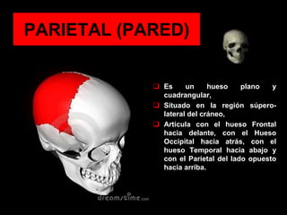 PARIETAL (PARED)
 Es un hueso plano y
cuadrangular,
 Situado en la región súpero-
lateral del cráneo,
 Articula con el hueso Frontal
hacia delante, con el Hueso
Occipital hacia atrás, con el
hueso Temporal hacia abajo y
con el Parietal del lado opuesto
hacia arriba.
 
