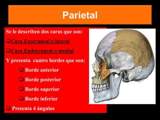 Parietal
Se le describen dos caras que son:
Cara Exocraneal o lateral
Cara Endocraneal o medial
Y presenta cuatro bordes que son:
 Borde anterior
 Borde posterior
 Borde superior
 Borde inferior
 Presenta 4 ángulos
 