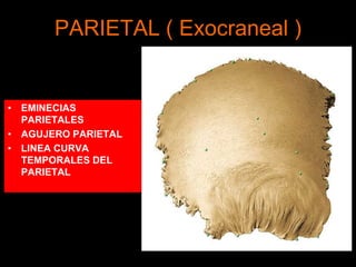 PARIETAL ( Exocraneal )
• EMINECIAS
PARIETALES
• AGUJERO PARIETAL
• LINEA CURVA
TEMPORALES DEL
PARIETAL
 