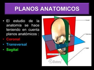 PLANOS ANATOMICOS
• El estudio de la
anatomía se hace
teniendo en cuenta
planos anatómicos :
• Coronal
• Transversal
• Sagital
 