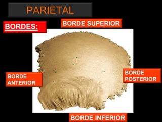 PARIETAL
BORDE SUPERIOR
BORDE
POSTERIORBORDE
ANTERIOR
BORDE INFERIOR
BORDES:
 