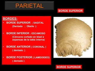 PARIETAL
BORDES:
• BORDE SUPERIOR ; SAGITAL
(Dentado ; Obelio )
• BORDE INFERIOR ; ESCAMOSO
(Cóncavo cortado en bisel a
expensas de la tabla interna)
• BORDE ANTERIOR ( CORONAL )
( dentado )
• BORDE POSTERIOR ( LAMDOIDEO)
( dentado )
BORDE SUPERIOR
BORDE SUPERIOR
 