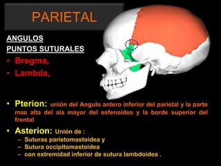 PARIETAL
ANGULOS
PUNTOS SUTURALES
• Bregma,
• Lambda,
• Pterion: unión del Angulo antero inferior del parietal y la parte
mas alta del ala mayor del esfenoides y la borde superior del
frontal
• Asterion: Unión de :
– Suturas parietomastoidea y
– Sutura occipitomastoidea
– con extremidad inferior de sutura lambdoidea .
 