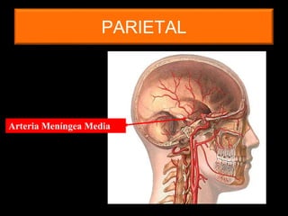PARIETAL
Arteria Meníngea Media
 