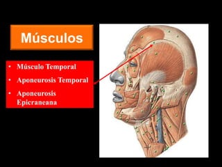 Músculos
• Músculo Temporal
• Aponeurosis Temporal
• Aponeurosis
Epicraneana
 