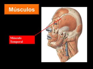 Músculos
Músculo
Temporal
 