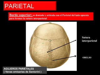 PARIETAL
Borde superior: es dentado y articula con el Parietal del lado opuesto
para formar la sutura interparietal
Sutura
interparietal
OBELIO
AGUJEROS PARIETALES
( Venas emisarias de Santorini )
 
