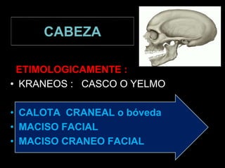 CABEZA
ETIMOLOGICAMENTE :
• KRANEOS : CASCO O YELMO
• CALOTA CRANEAL o bóveda
• MACISO FACIAL
• MACISO CRANEO FACIAL
 