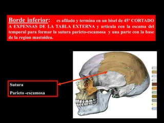 Borde inferior: es afilado y termina en un bisel de 45º CORTADO
A EXPENSAS DE LA TABLA EXTERNA y articula con la escama del
temporal para formar la sutura parieto-escamosa y una parte con la base
de la region mastoidea.
Sutura
Parieto -escamosa
 
