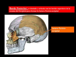 Borde Posterior: es dentado y articula con los bordes superiores de la
escama del Occipital para formar la Sutura Parieto-occipital
Sutura Parieto-
occipital
 