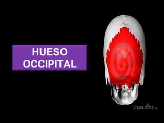 HUESO
OCCIPITAL
 