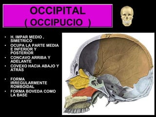 OCCIPITAL
( OCCIPUCIO )
• H. IMPAR MEDIO ,
SIMETRICO
• OCUPA LA PARTE MEDIA
E INFERIOR Y
POSTERIOR
• CONCAVO ARRIBA Y
ADELANTE
• COVEXO HACIA ABAJO Y
ATRÁS
• FORMA
IRREGULARMENTE
ROMBOIDAL
• FORMA BOVEDA COMO
LA BASE
 