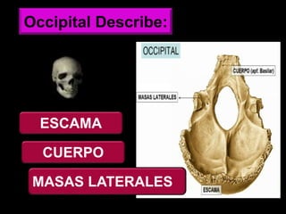 Occipital Describe:
ESCAMA
CUERPO
MASAS LATERALES
 