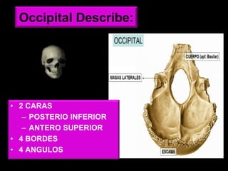 Occipital Describe:
• 2 CARAS
– POSTERIO INFERIOR
– ANTERO SUPERIOR
• 4 BORDES
• 4 ANGULOS
 