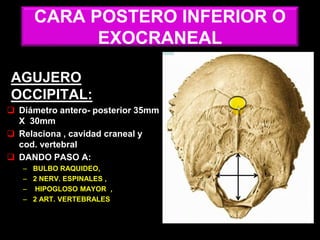 CARA POSTERO INFERIOR O
EXOCRANEAL
AGUJERO
OCCIPITAL:
 Diámetro antero- posterior 35mm
X 30mm
 Relaciona , cavidad craneal y
cod. vertebral
 DANDO PASO A:
– BULBO RAQUIDEO,
– 2 NERV. ESPINALES ,
– HIPOGLOSO MAYOR ,
– 2 ART. VERTEBRALES
 