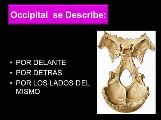 • POR DELANTE
• POR DETRÁS
• POR LOS LADOS DEL
MISMO
Occipital se Describe:
 